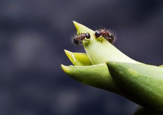 ¿Cómo eliminar las hormigas de las raíces de las plantas de forma sostenible? Aquí 7 trucos infalibles