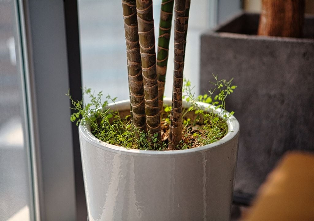 Los yuyos compiten con las plantas ornamentales por agua, luz y nutrientes, por eso conviene controlarlos apenas aparecen.