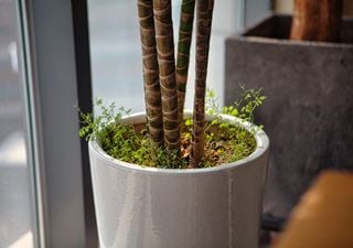 C&oacute;mo eliminar los yuyos que invaden los canteros y macetas: 5 trucos para controlarlos sin da&ntilde;ar tus plantas