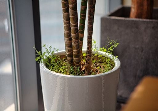C&oacute;mo eliminar los yuyos que invaden los canteros y macetas: 5 trucos para controlarlos sin da&ntilde;ar tus plantas