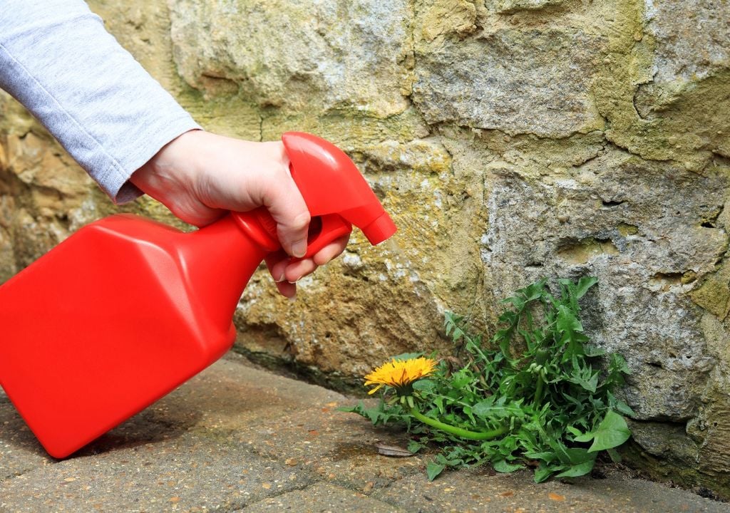Un jardín sano requiere mantenimiento regular para evitar que las malezas se instalen entre las plantas.
