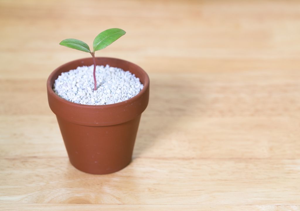 Las malezas pueden germinar rápidamente si encuentran suelo húmedo y espacio libre entre las plantas.