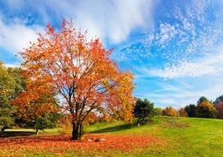 ¿Cómo es el otoño?