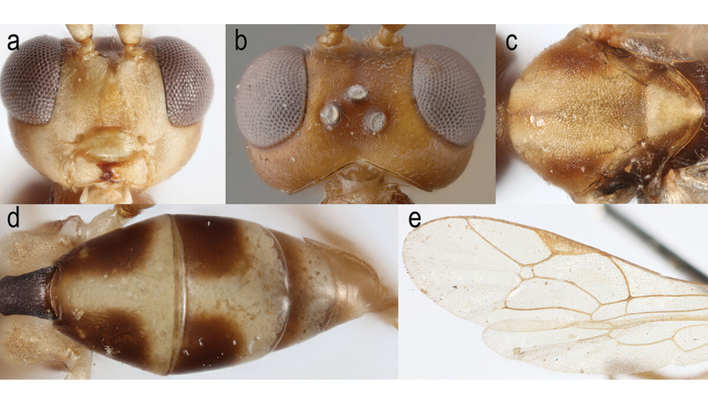 Attenboroughnculus tau Vista frontal (a) y dorsal (b) de la cabeza; vista dorsal de la sección intermedia del cuerpo (c); vista dorsal de la parte posterior del cuerpo (d) y las alas (e) de la especie Attenboroughnculus tau. Crédito: Journal of Natural History.