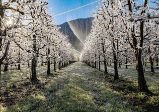 Época de heladas: ¿cómo se combaten y se minimizan sus daños en la agricultura?