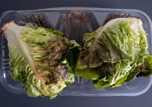 C&oacute;mo evitar que la lechuga se estropee tan r&aacute;pido: esto es lo que dice la ciencia