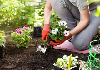 Como fazer herbicidas caseiros? Conheça as alternativas aos produtos tradicionalmente poluentes