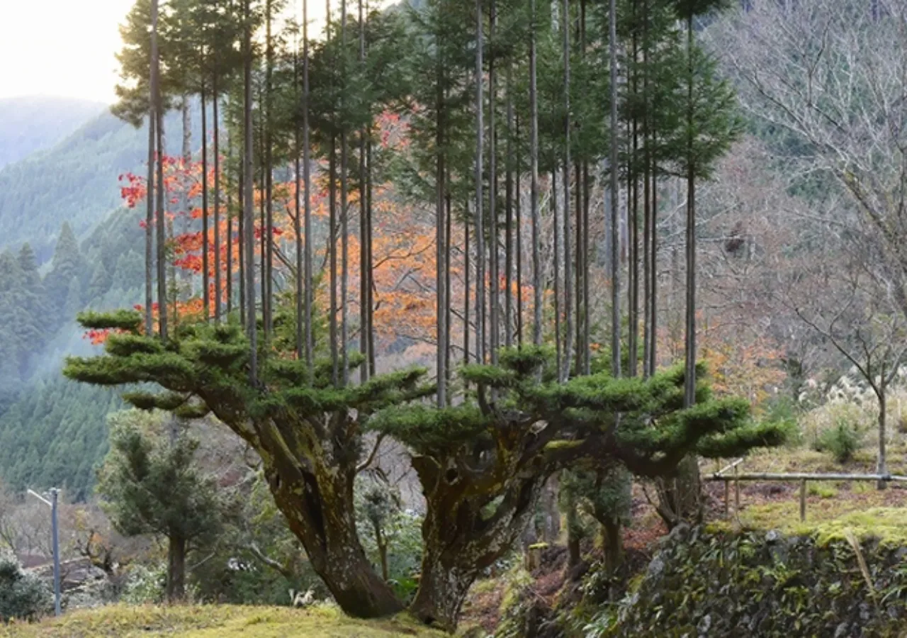Cómo hace Japón para obtener madera sin talar árboles?