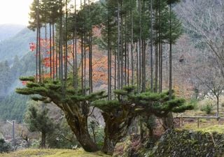 Como o Japão consegue madeira sem cortar árvores?