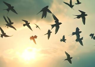 C&oacute;mo hacen las golondrinas para volver cada a&ntilde;o al mismo nido despu&eacute;s de volar miles de kil&oacute;metros