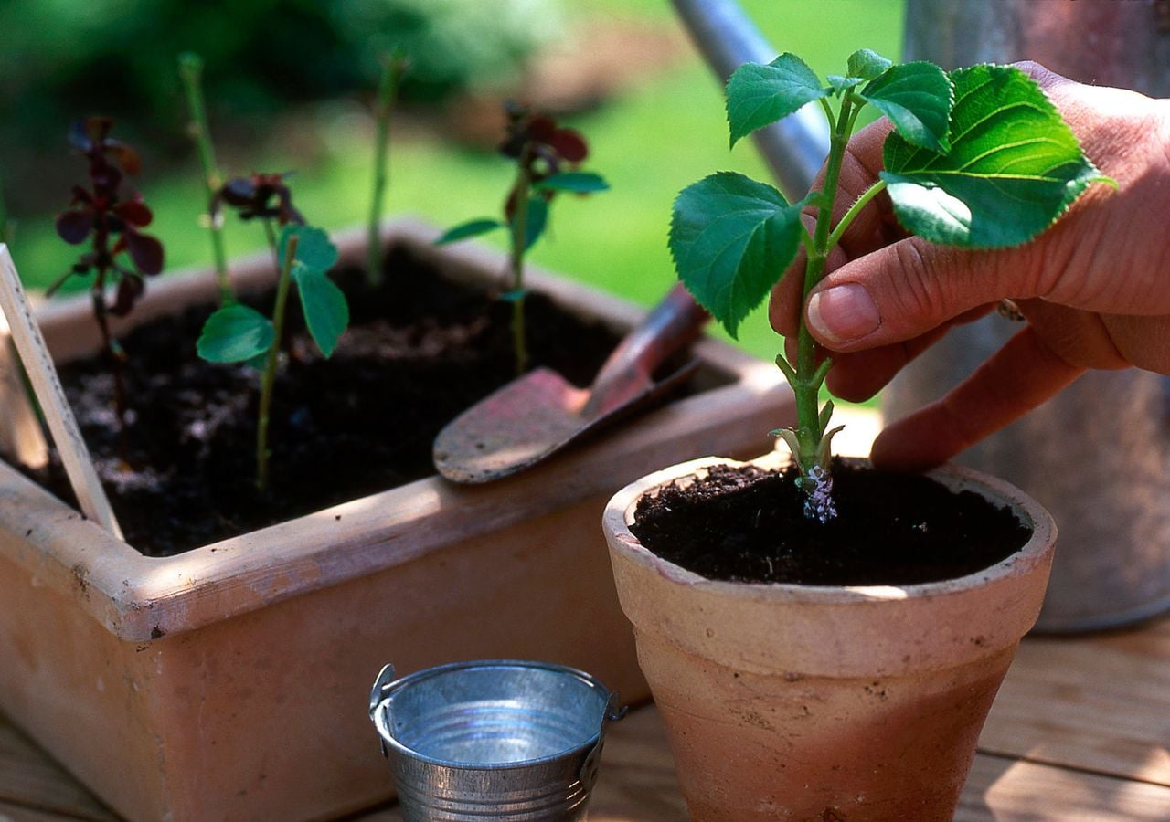 Trasplante de esqueje ya desarrollado de hortensia.
