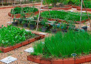 Cómo hacer que tu jardín consuma menos energía y sea más ecológico, trucos de experto para un éxito asegurado