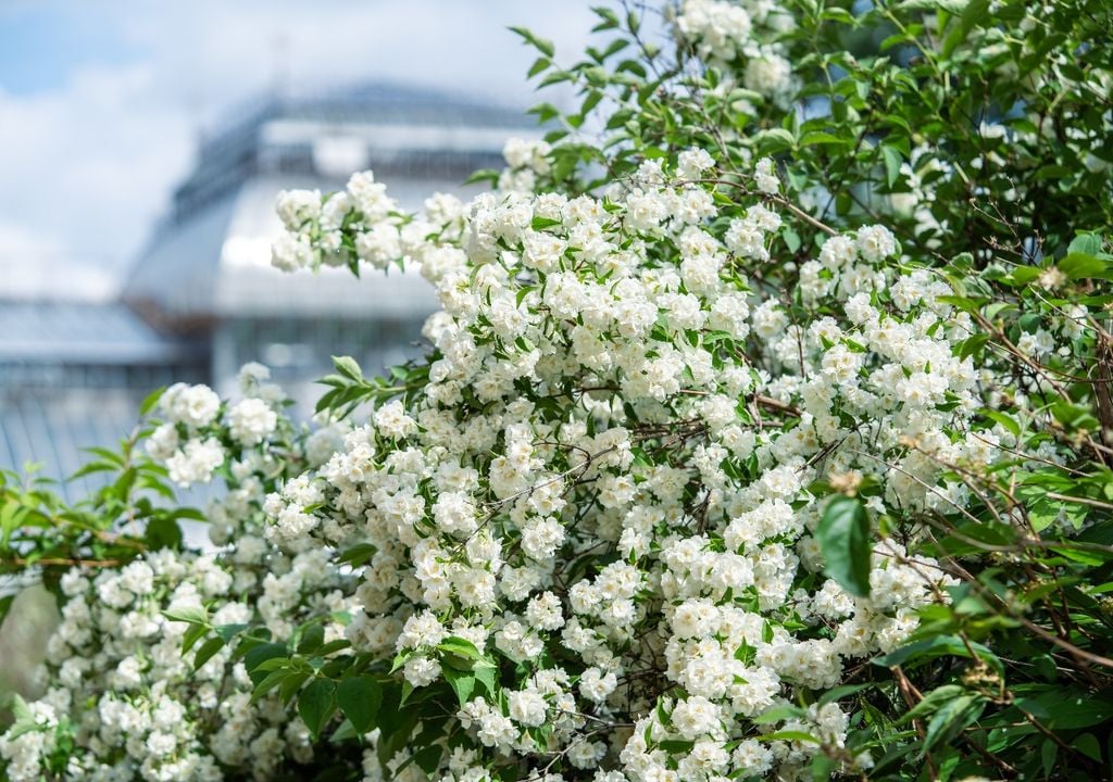 El filadelfo aporta volumen, flores blancas y un perfume que define el carácter del jardín.