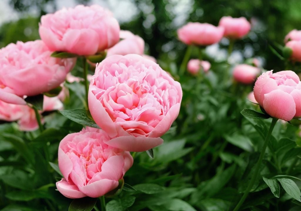 Las peonías funcionan como punto focal: flores grandes que capturan toda la atención.
