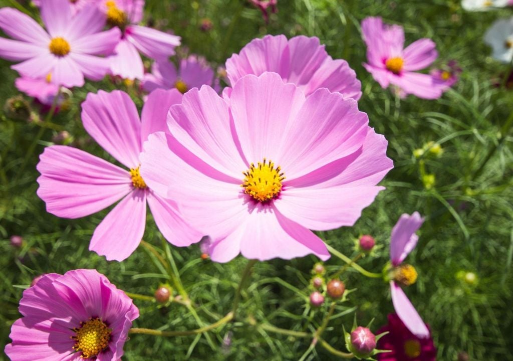 Liviano y natural, el cosmos suma movimiento y un aire descontracturado.
