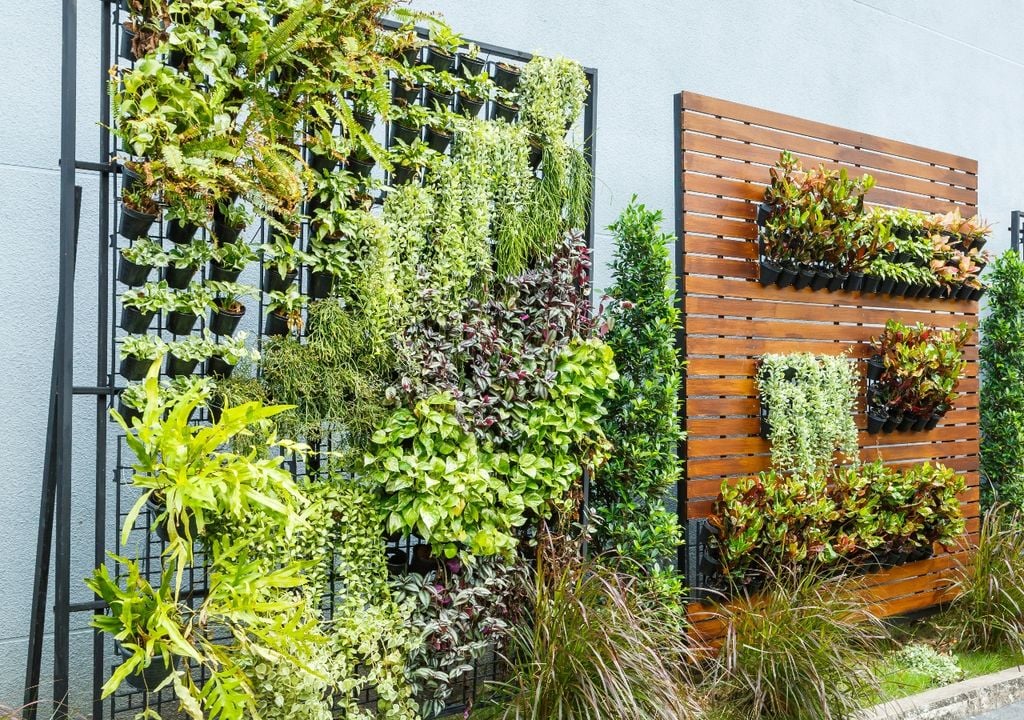 plantas plantas