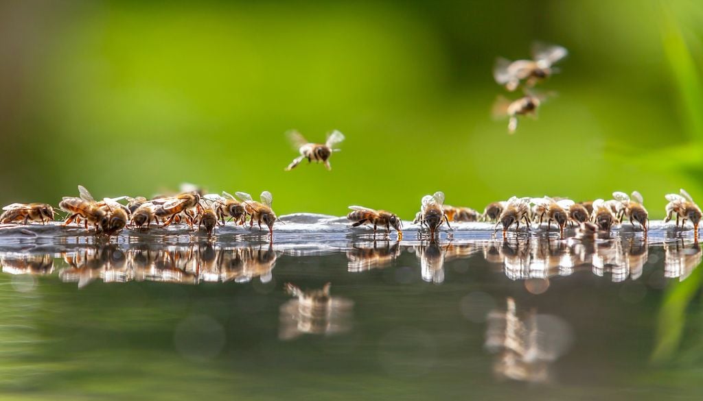 Pon un bebedero con agua azucarada: les darás la energía necesaria a las abejas para que sigan activas y en movimiento.