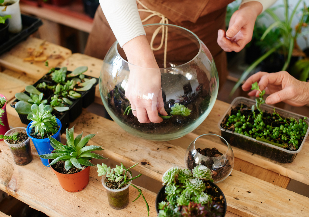 Un terrario bien equilibrado puede reducir la frecuencia de mantenimiento hasta un 70 % comparado con macetas tradicionales.