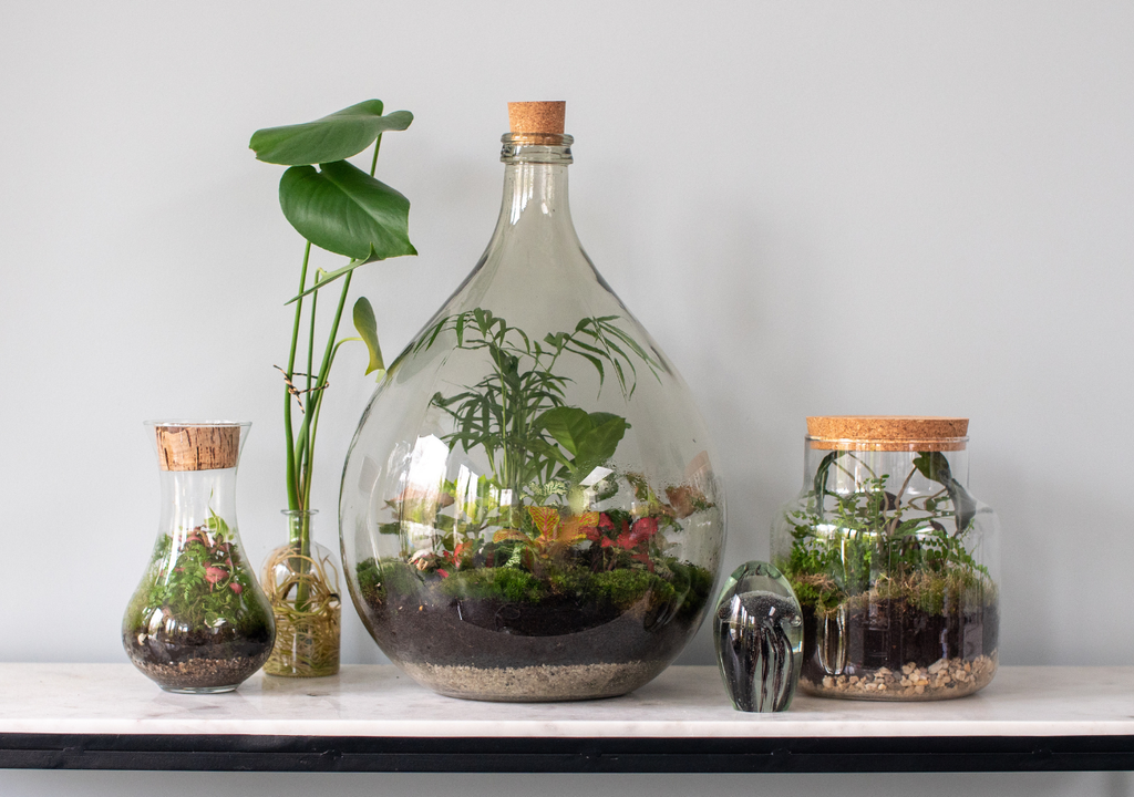 Un terrario cerrado puede reciclar su propia agua durante meses gracias a su ciclo interno de condensación.