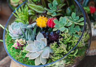 Come realizzare un terrario in casa: crea il tuo mini giardino e impara a prendertene cura fin dall'inizio