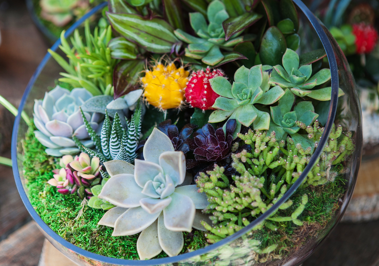 Come realizzare un terrario in casa: crea il tuo mini giardino e impara a prendertene cura fin dall'inizio