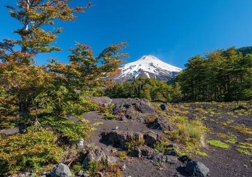 C&oacute;mo jardinear en suelo trumao: la gu&iacute;a para aprovechar el suelo volc&aacute;nico del sur de Chile
