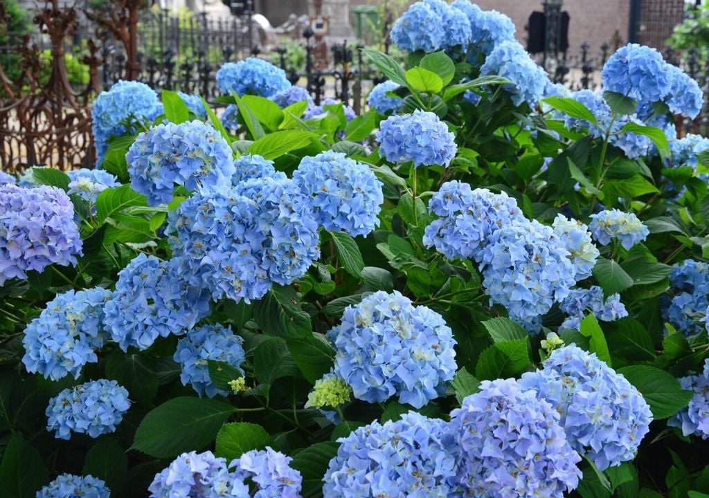 Las hortensias se desarrollan especialmente bien en suelos ligeramente ácidos, una condición común en muchos suelos trumaos del sur de Chile.