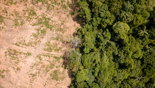 C&oacute;mo la p&eacute;rdida de bosques y manglares agrava las cat&aacute;strofes por lluvias en M&eacute;xico