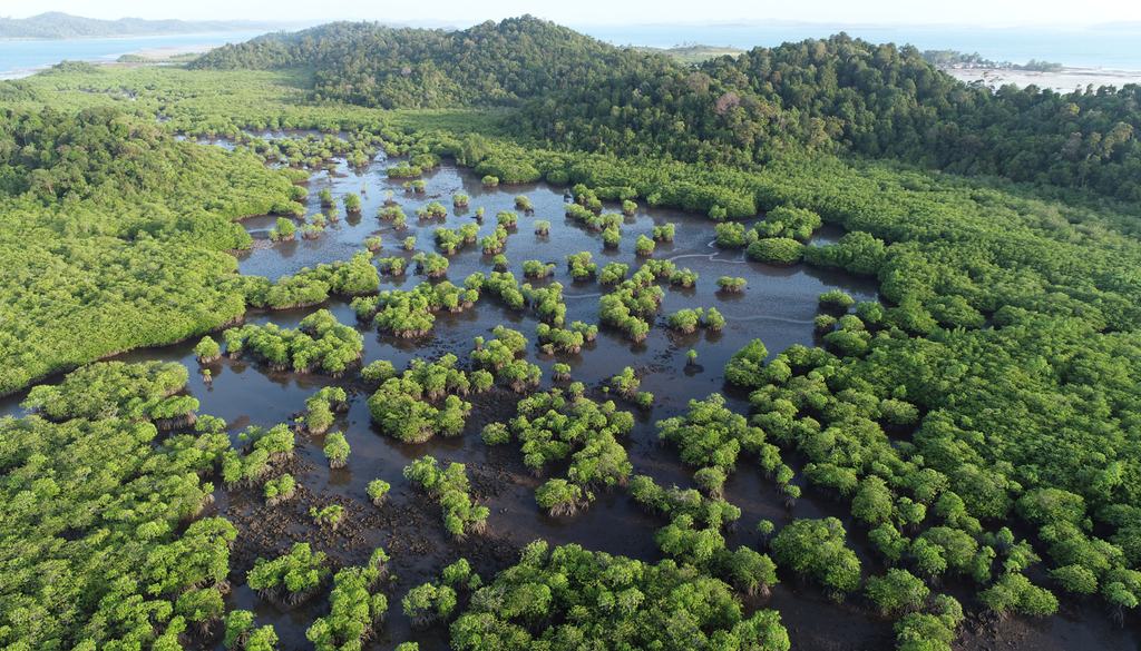 Los manglares funcionan como una barrera natural entre el mar y la costa, ayudando a reducir oleaje, erosión e inundaciones.