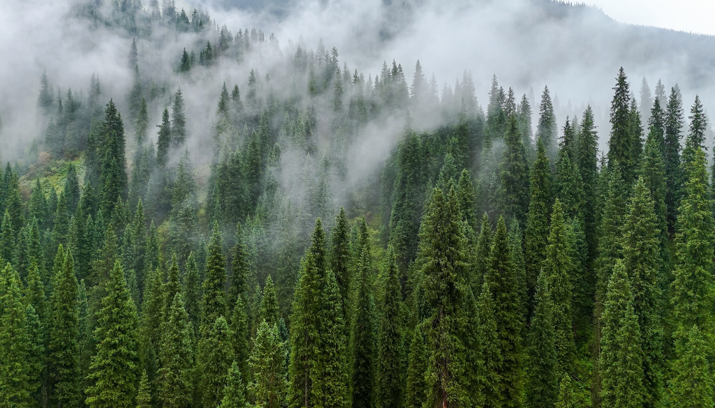 Un bosque sano ayuda a que el agua llegue al suelo de forma más lenta y se infiltre mejor antes de correr hacia ríos y zonas bajas.