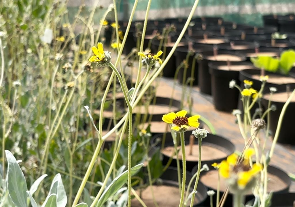 La coronilla de fraile (Encelia canescens), es un arbusto nativo que se encuentra entre la Región de Atacama y la de Coquimbo. Crédito: Ceaza.