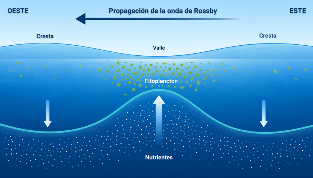 fitoplancton; oceano; onda; Rossby; marina Los valles de las ondas de Rossby oceánicas acercan nutrientes al fitoplancton, mientras sus crestas los alejan de la superficie.
