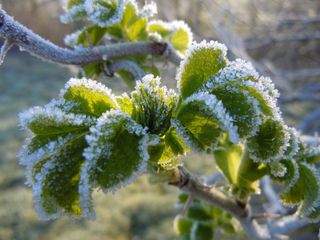 Cómo las plantas hacen frente al frío