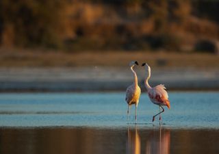 Cómo llegar a Mar de Ansenuza, el atractivo natural cordobés que es un hábitat único para los flamencos