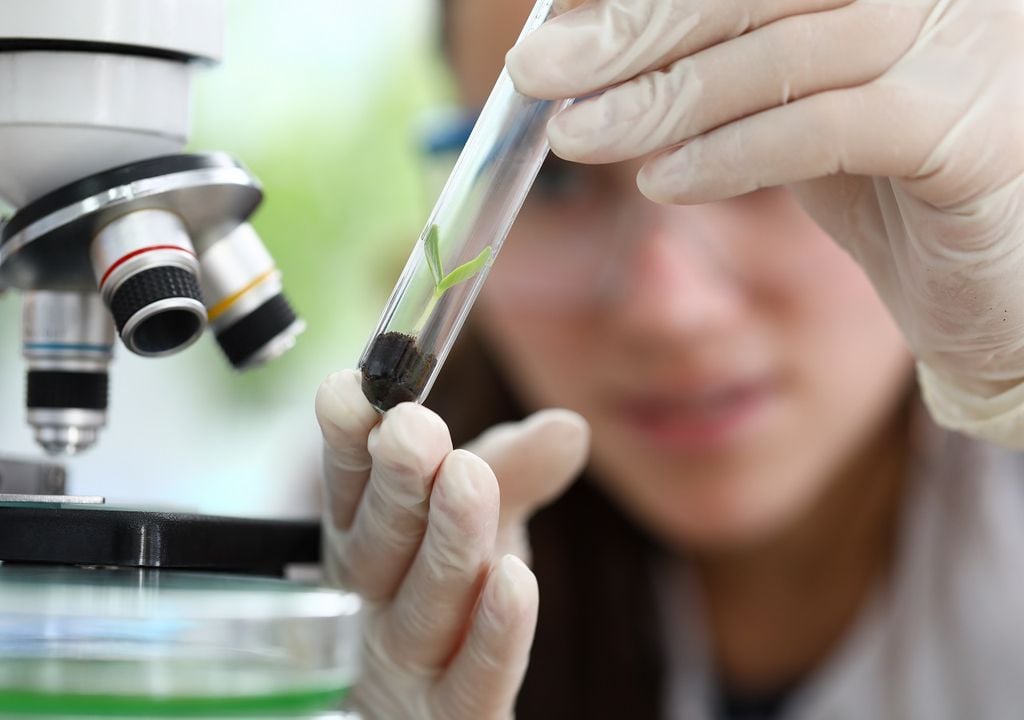 mutaciones genéticas en plantas mutaciones genéticas en plantas