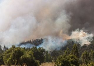 C&oacute;mo los incendios forestales est&aacute;n transformando los suelos chilenos