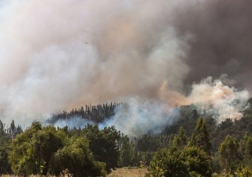 C&oacute;mo los incendios forestales est&aacute;n transformando los suelos chilenos