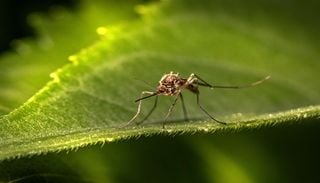 C&oacute;mo los mosquitos conquistaron el mundo: 45 especies ya viven fuera de su territorio de origen