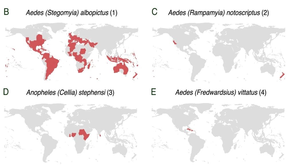 Mosquitos dos Los mapas muestran la distribución global de los primeros registros, independientemente del establecimiento (en rojo), para una especie de ejemplo de cada uno de los cuatro grupos identificados. Los datos subyacentes del mapa mundial se obtuvieron de GADM. Imagen: Nature.