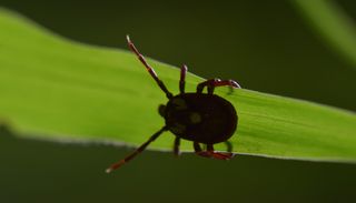 C&oacute;mo mantener a las garrapatas fuera de tu jard&iacute;n: 5 trucos sencillos para proteger a tu familia y mascotas