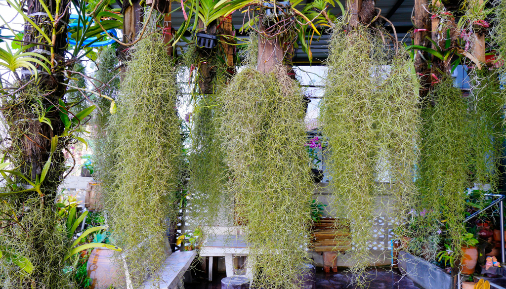 Esta planta pertenece a la familia de las bromelias y es una especie de heno que se vuelve sensible a los cambios en su entorno