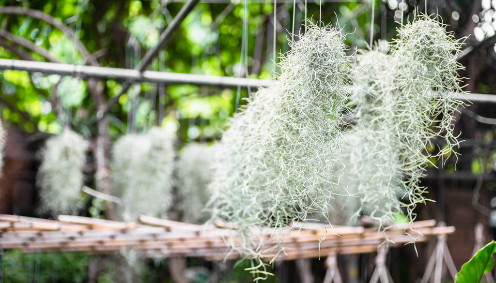 La barba de viejo puede absorber agua directamente del rocío o la neblina, aprovechando la humedad ambiental incluso sin lluvias constantes.
