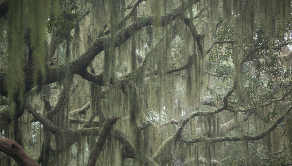 En su ambiente natural crece debajo de árboles, donde la luz pasa filtrada, así que replicar esa condición en interiores resulta una buena guía.