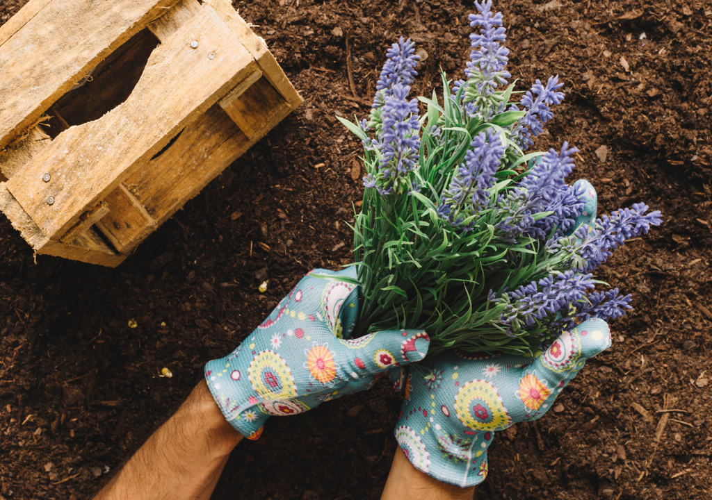 Lavanda Al avecinarse la primavera, el frío da una tregua y aumenta la radicación solar, factores claves para comenzar a preparar las plantas en el jardín.