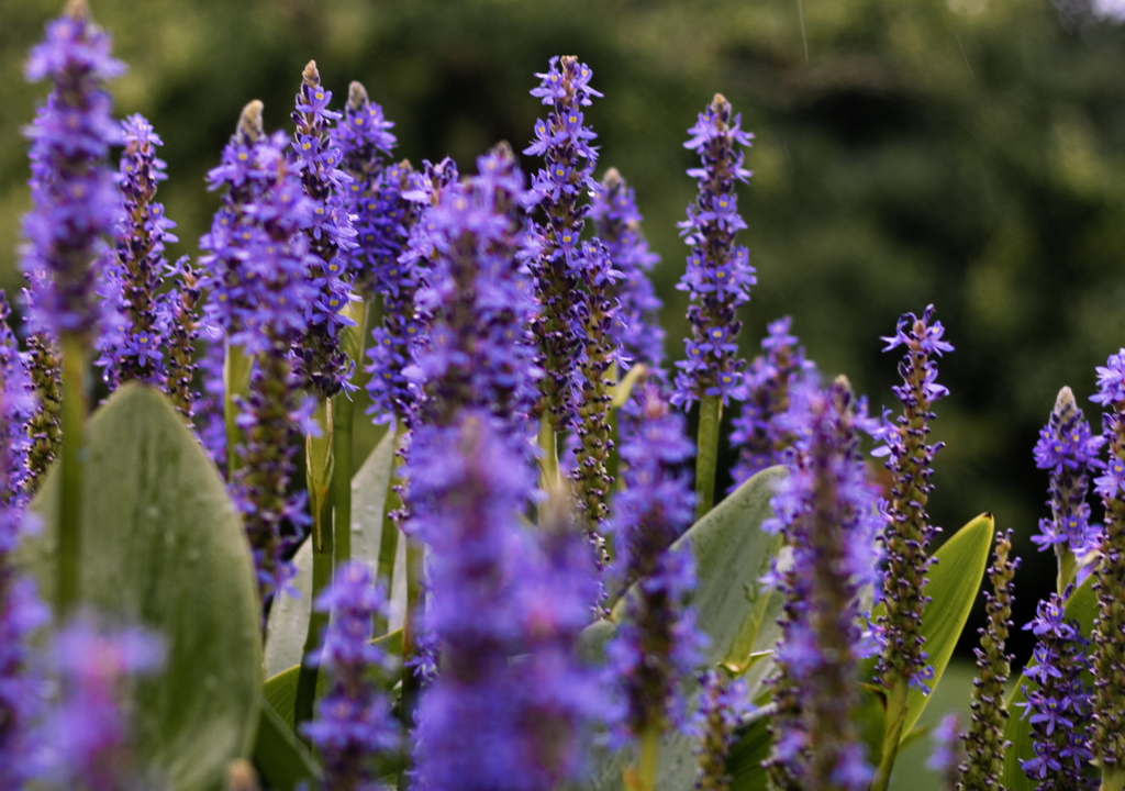 Lavanda Por lo vistoso y por lo penetrante y cautivante de su perfume, la lavanda es una planta muy elegida en los jardines o balcones.