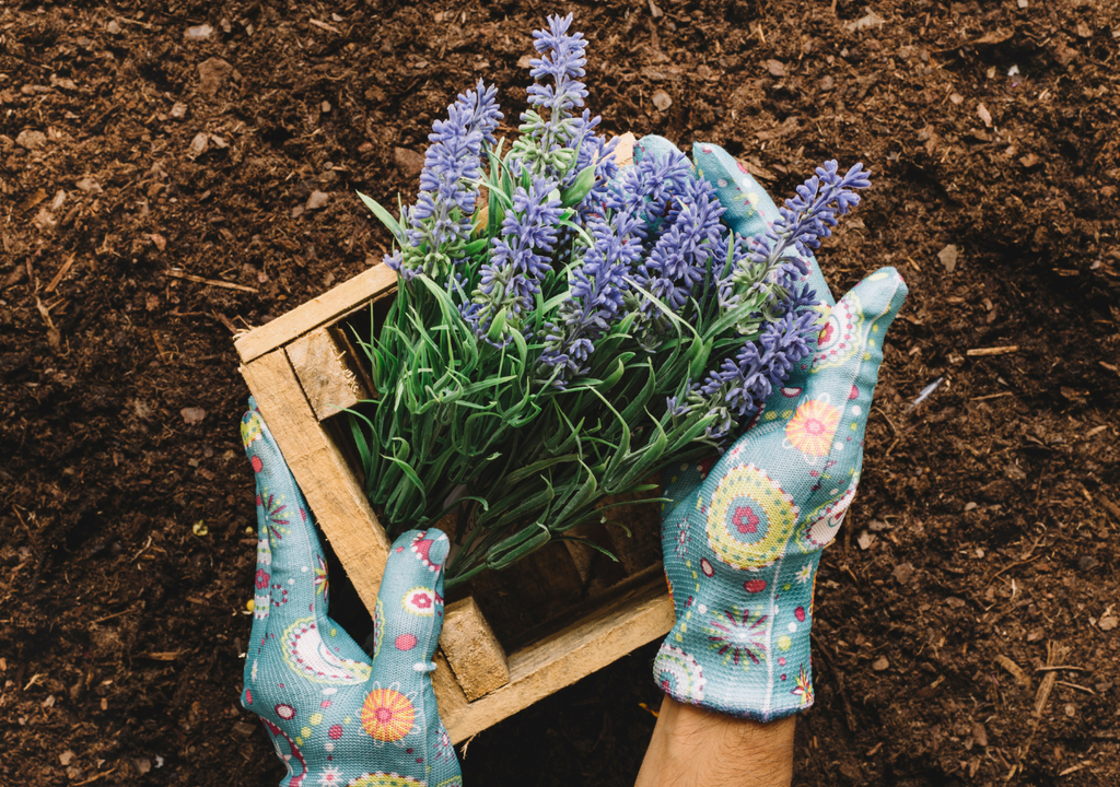 Lavanda Para retirar un esqueje de lavanda, es clave utilizar herramientas limpias y que no haga un frío extremo que afecte a la planta vulnerable.