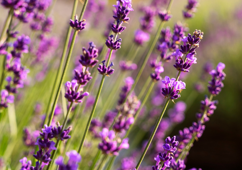 Lavanda El sustrato (tierra) es clave al momento de replantar un injerto de lavanta. Tampoco precisa de mucha agua en los riegos.