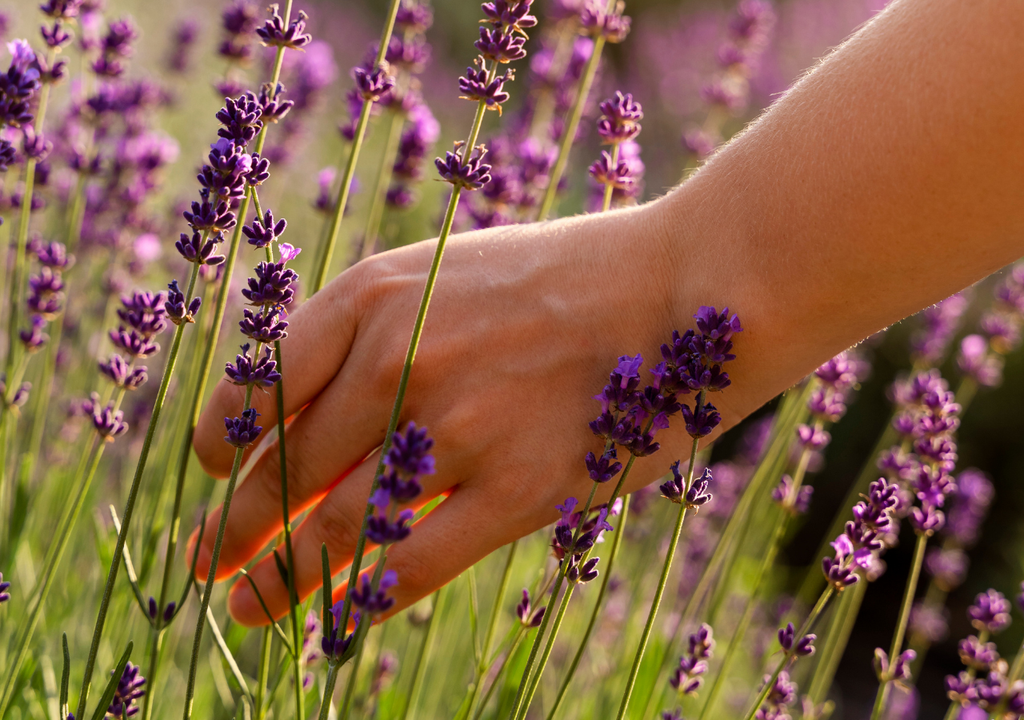 Lavanda La lavanda "joven" inicia su proceso de desarrollo en la raíz y luego florece con fuerza.