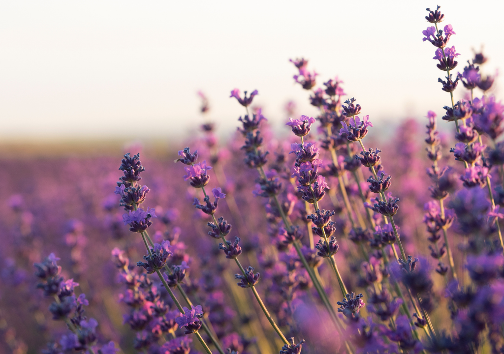 Lavanda También se recomienda cubrir con nailon los esquejes replantados de lavanda, para protegerlos del sol directo y de las bajas temperaturas.