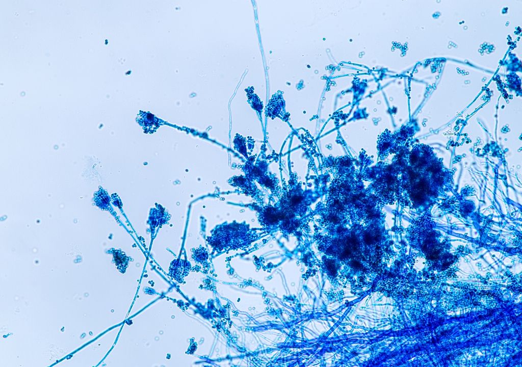 Cultivo de penicilina visto bajo el microscopio